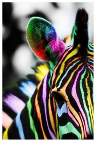 colourfull zebra.jpg